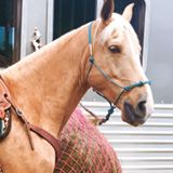 67600970_10219680790670928_2775847044261085184_n